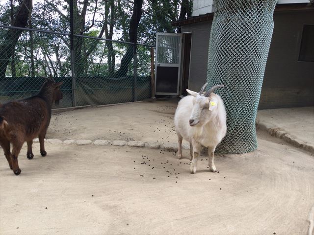 「五月山動物園」ヤギ2匹