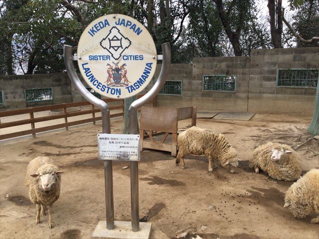 「五月山動物園」羊