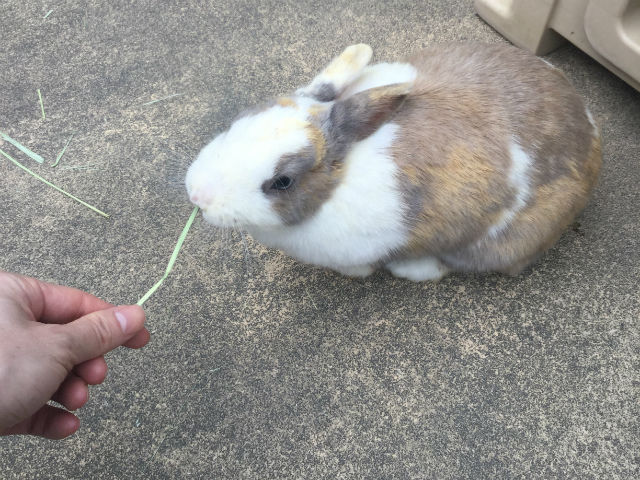 五月山動物園「ふれあいひろば」のウサギに草をあげている様子