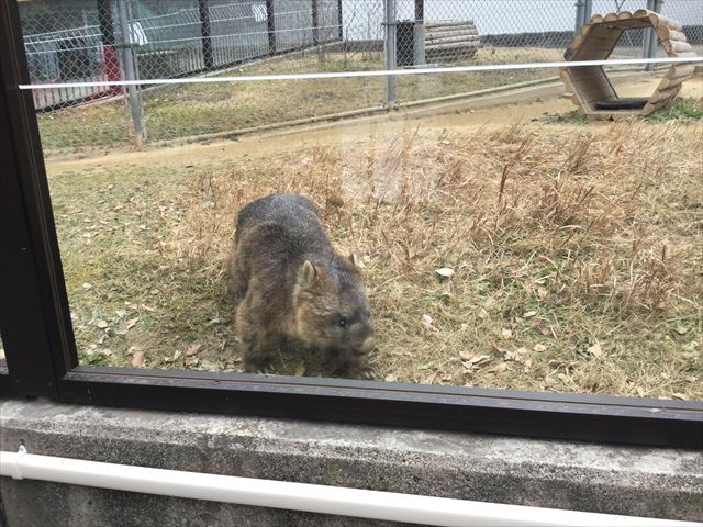 「五月山動物園」ウォンバット