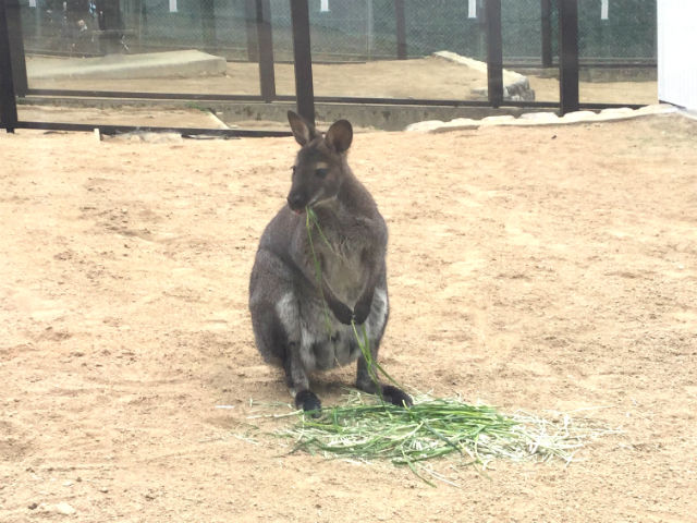 「五月山動物園」のワラビー