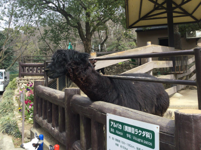 「五月山動物園」エサに反応するアルパカ