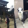 五月山公園の遊具と五月山動物園のアルパカ