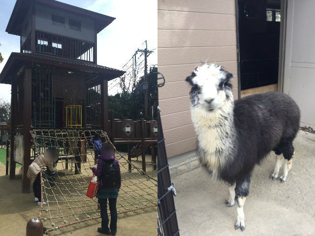 五月山公園の遊具と五月山動物園のアルパカ