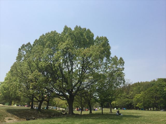 蜻蛉池公園の芝生広場と大きな木