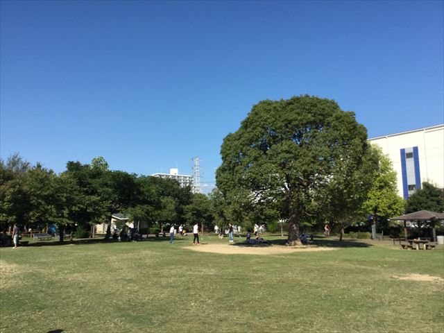 元浜緑地の芝生広場、木が目印