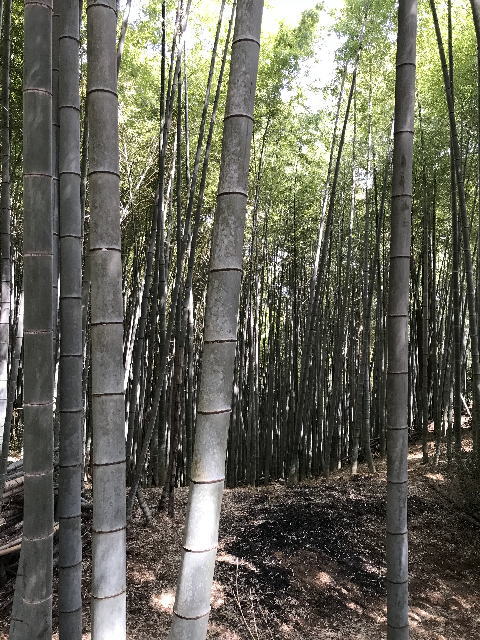 天王山登山、竹林の様子