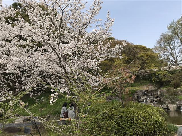 須磨離宮公園「植物園」咲くサクラと「みどり滝」