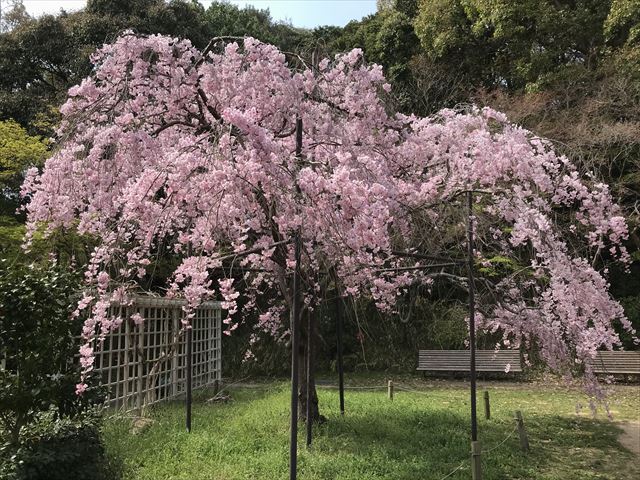 須磨離宮公園「植物園」に咲く満開の枝垂桜