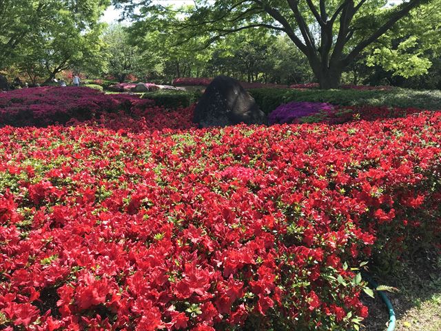 錦織公園「つつじの丘」満開のつつじ