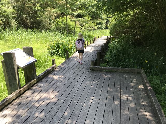 むろいけ園地、水辺自然公園をハイキング、湿生花園を歩く娘