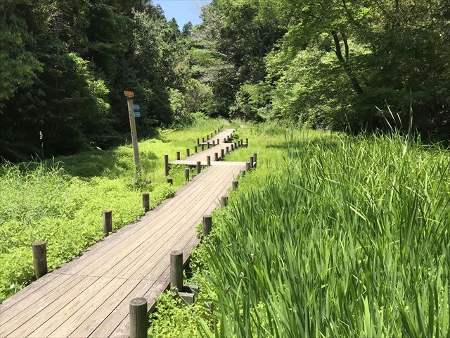 むろいけ園地、水辺自然公園をハイキング、木の道がL字型につながっている