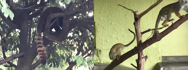 ひらかたパークのミニ動物園にいるレッサーパンダとリスザル