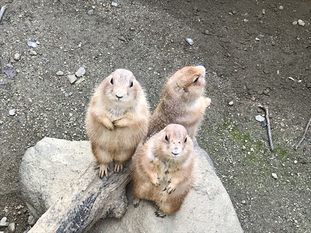 ひらかたパークのミニ動物園にいるプレーリードッグたち