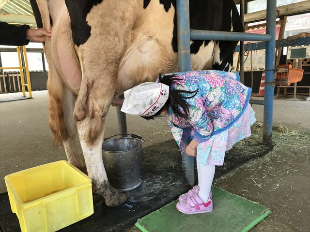 淡路島牧場で乳しぼり体験をしている様子