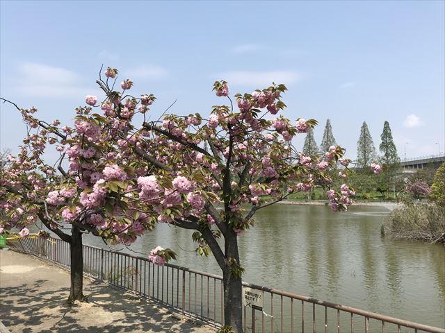 城北公園、桜と池