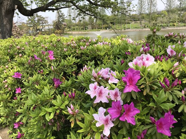 城北公園のツツジ