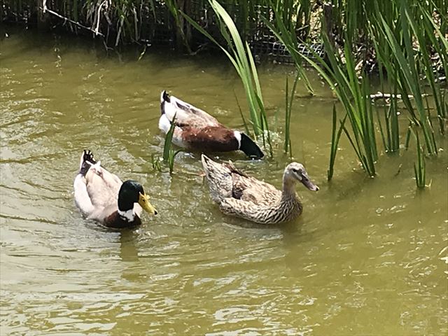 城北公園の池にいるカモ