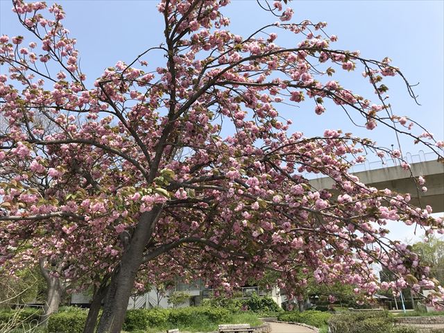 城北公園、池の周りの桜。菅原城北大橋より