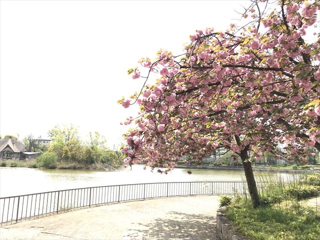 城北大橋の池と桜