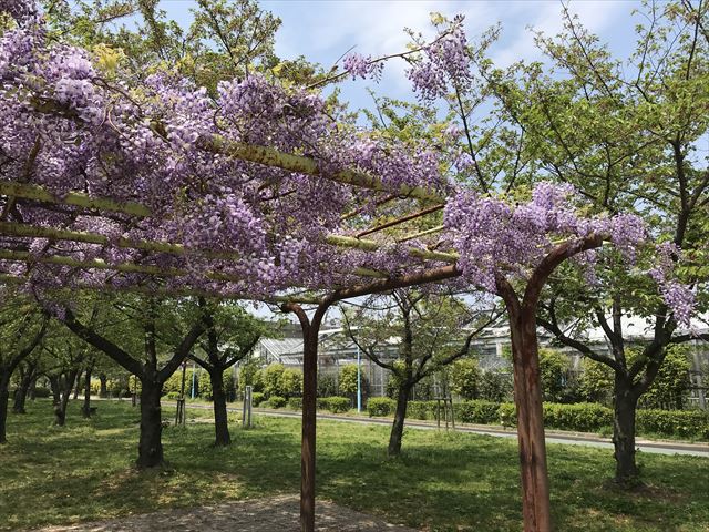 城北公園の藤棚