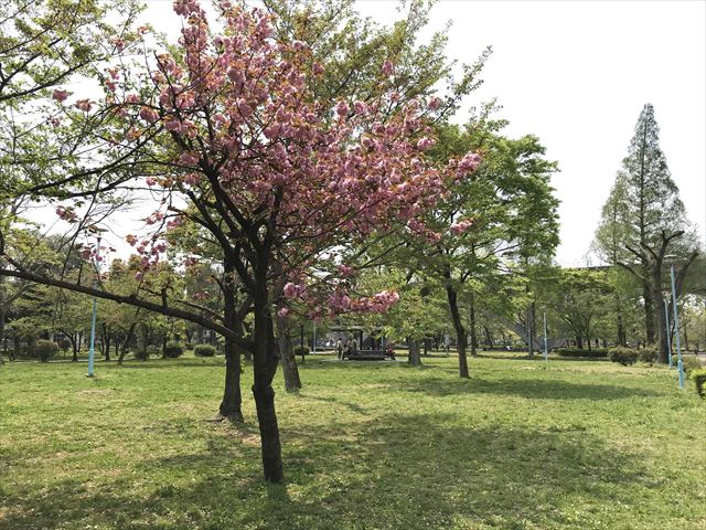 城北公園「桜広場」の様子