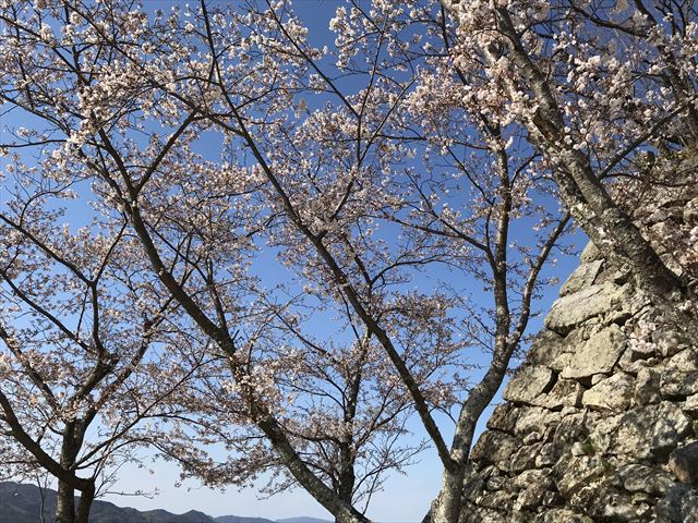 洲本城の桜