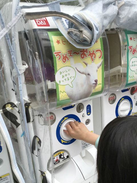 「天王寺動物園」ヒツジとヤギのエサ自動販売機でエサを買っている様子