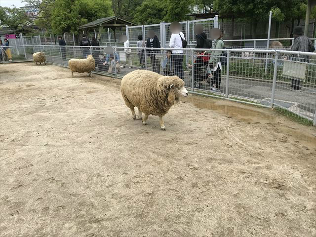 「天王寺動物園」ふれあい広場のヒツジ