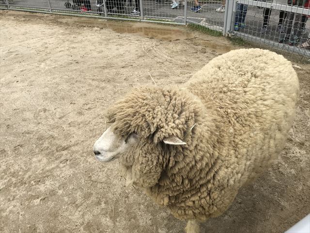 「天王寺動物園」ふれあい広場のヒツジ。エサを持っていると近寄ってくる