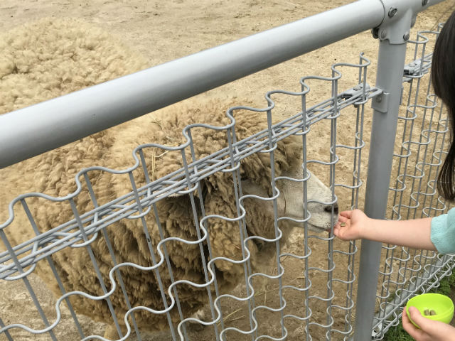 「天王寺動物園」ふれあい広場のヒツジにエサやりをしている