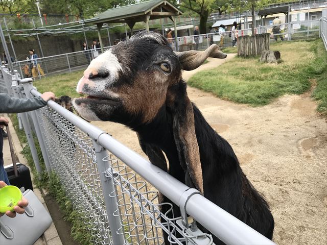 「天王寺動物園」ふれあい広場のヤギがエサを欲しがっている