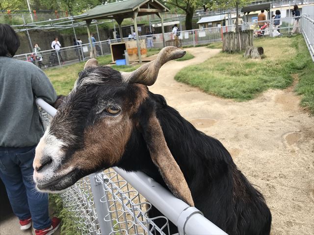 「天王寺動物園」ふれあい広場のヤギがエサを欲しがりネットの上から顔をのぞかせている