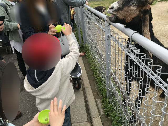 「天王寺動物園」ふれあい広場のヤギにエサやりをしている子供たち