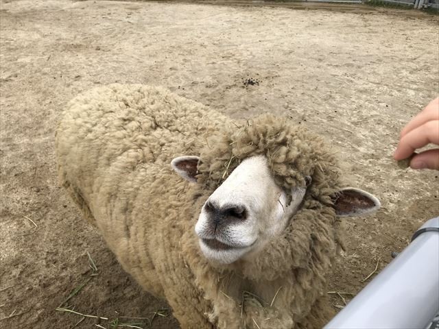 「天王寺動物園」ふれあい広場のヒツジにエサやりをしている