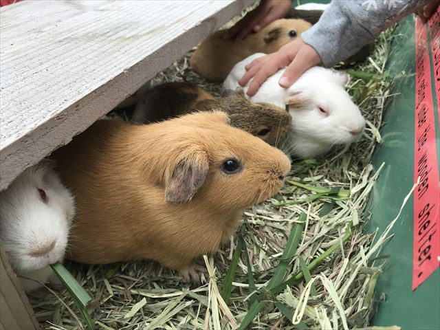 「天王寺動物園」テンジクネズミ（モルモット）のふれあい体験をしている様子