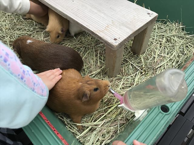 「天王寺動物園」テンジクネズミ（モルモット）が水を飲んでいる時にテンジクネズミ（モルモット）を撫でている。