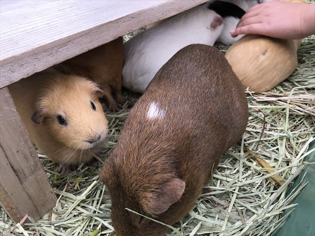 「天王寺動物園」テンジクネズミ（モルモット）のふれあい体験。テンジクネズミ（モルモット）の色が白・茶色・薄茶色