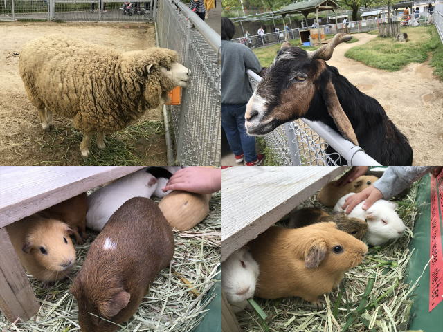 「天王寺動物園」のふれあい体験（ヒツジ・ヤギ・テンジクネズミ［モルモット］）