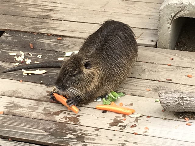 天王寺動物園のヌートリアがエサ（人参）を食べている様子