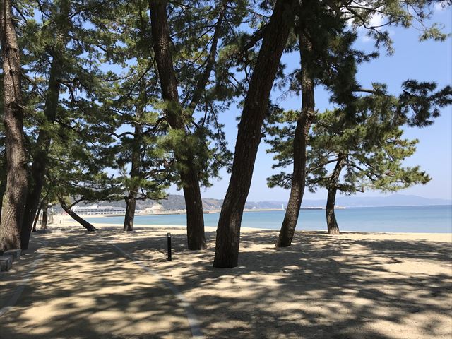 大浜海水浴場と松林