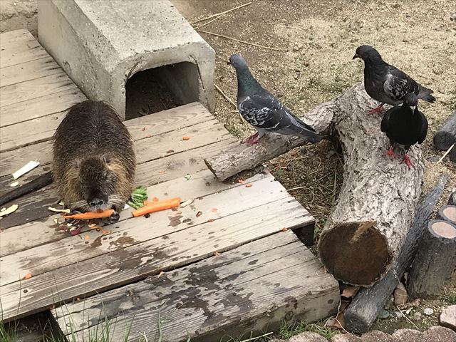 天王寺動物園ヌートリアのエサを狙うハトたち