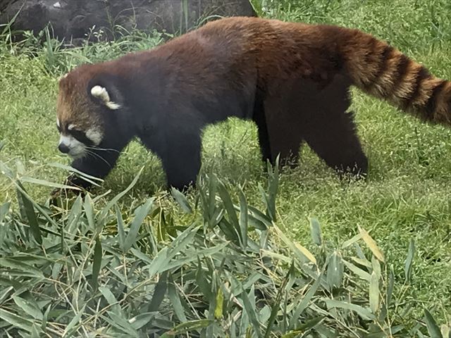 天王寺動物園のレッサーパンダ