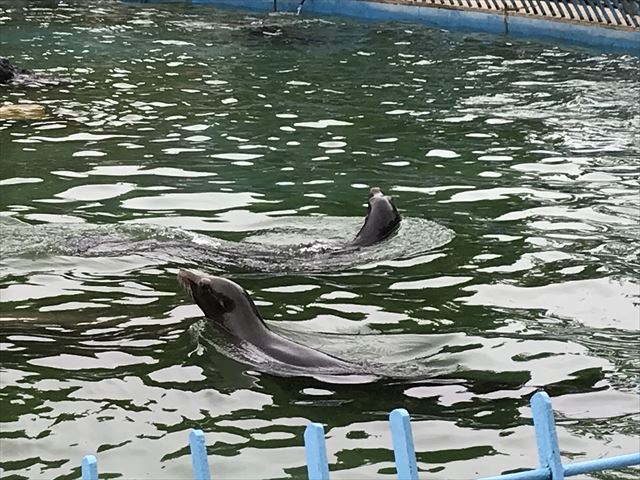 天王寺動物園のアシカ