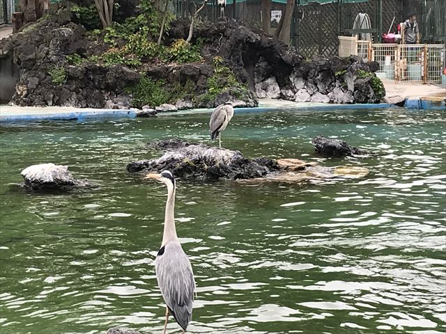 「天王寺動物園」アシカエリアにいる鳥