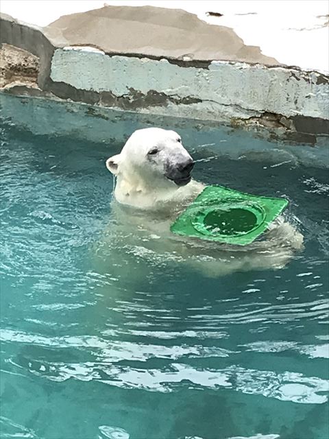 天王寺動物園三角コーンで遊ぶホッキョクグマ