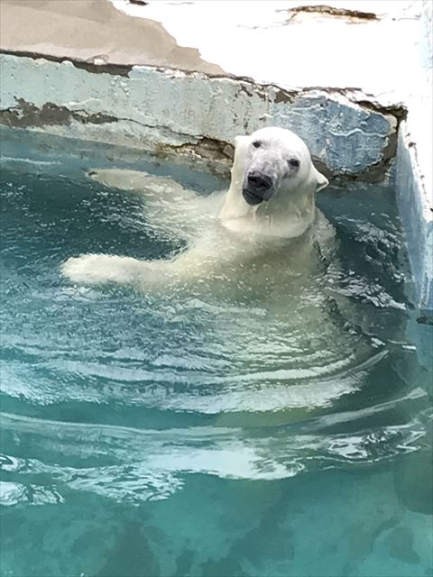 天王寺動物園のホッキョクグマ