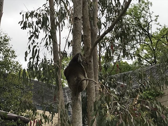 「天王寺動物園」木に登っているコアラ