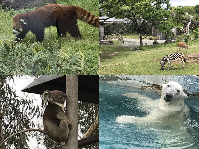 天王寺動物園おすすめ動物たち（レッサーパンダ、ホッキョクグマ、アフリカサバンナエリア、コアラ）