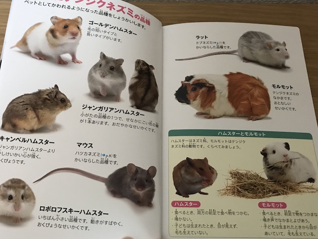 ハッピーセット図鑑「動物/ネズミのなかまたち」の1ページ